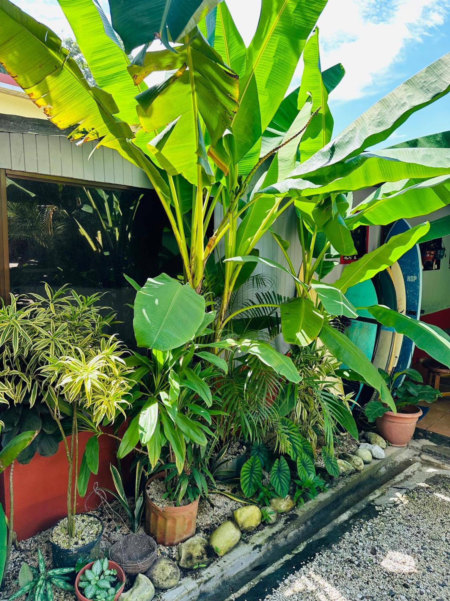Surf Paradise Playa Santa Teresa  エクステリア 写真